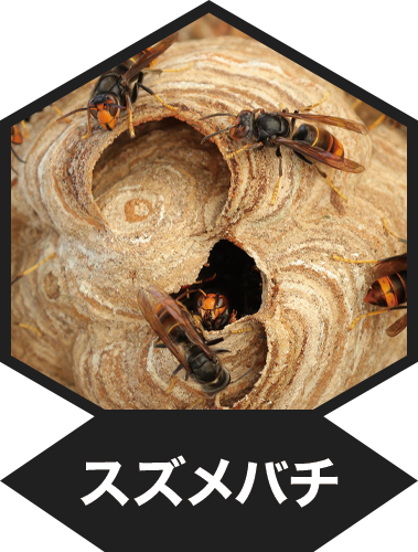 スズメバチ
