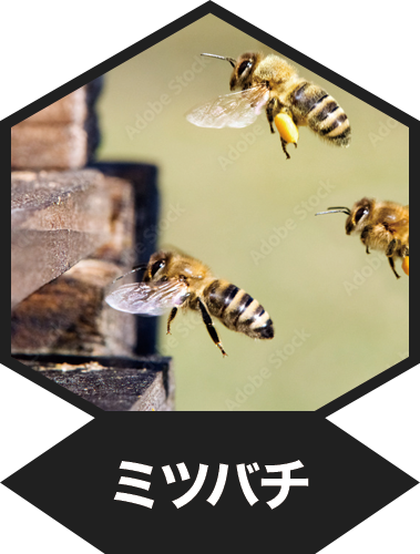 ミツバチ