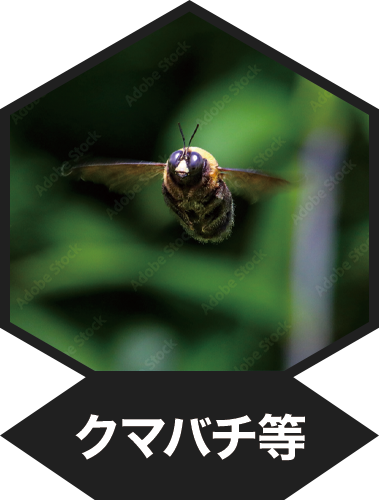 クマバチ等